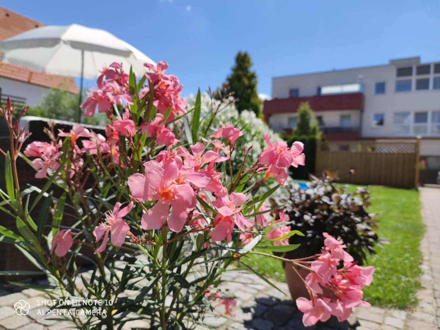 Appartement Ferienhaus Sonnenhain Sollenau Exteriér fotografie